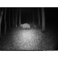 Poľovné fotopasce: Nenápadní strážcovia lesa
