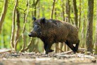 Lov diviakov: výbava a taktika